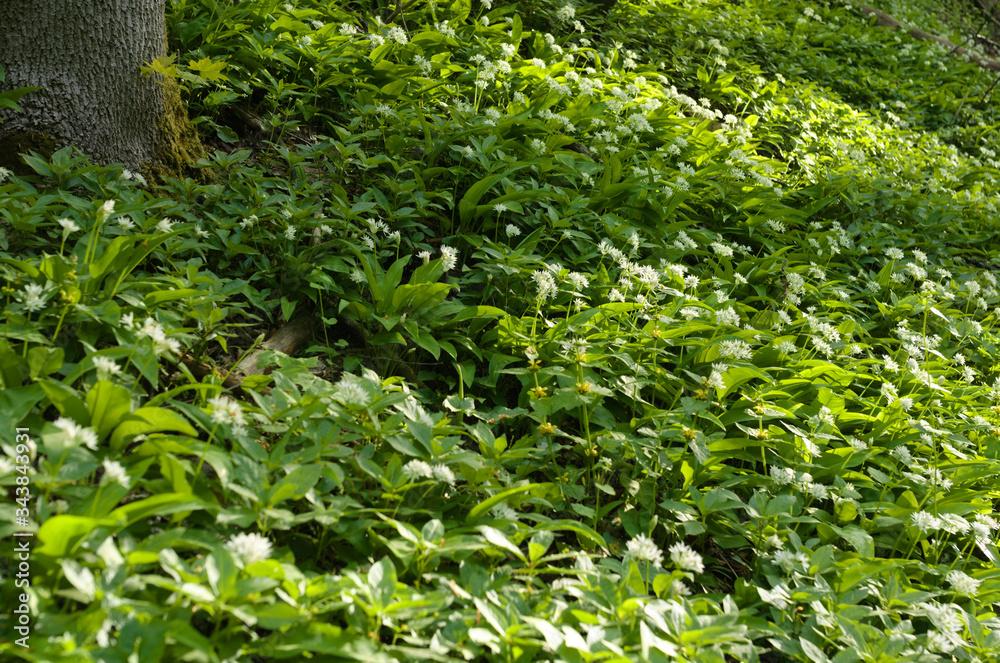 bärlauch allium ursinum nähe reichenbach in nordhessen bärlauch allium ursinum nähe reichenbach in nordhessen