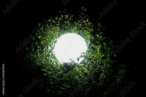 street light and illuminated plant branches at night