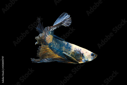 The beautiful moving moment colorful Betta fish, Siamese fighting fish in isolated on black background. 