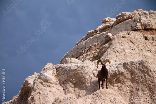 View of Badlands panorama with Bighorn sheep