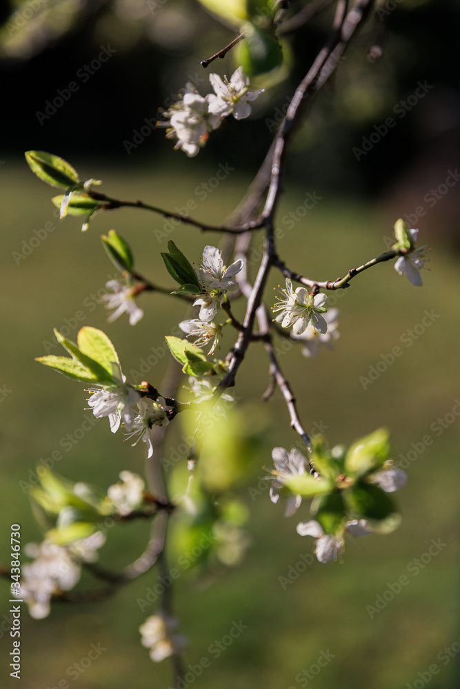 Pflaumenblüte im frühling