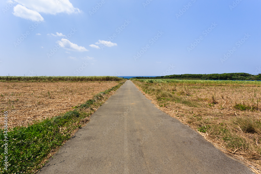 Fototapeta premium 日本最南端、波照間島・サトウキビ畑の道