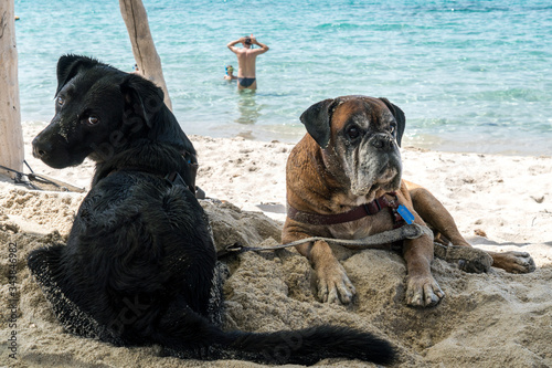 Giovane cane con cane anziano in spiaggia sul mare photo