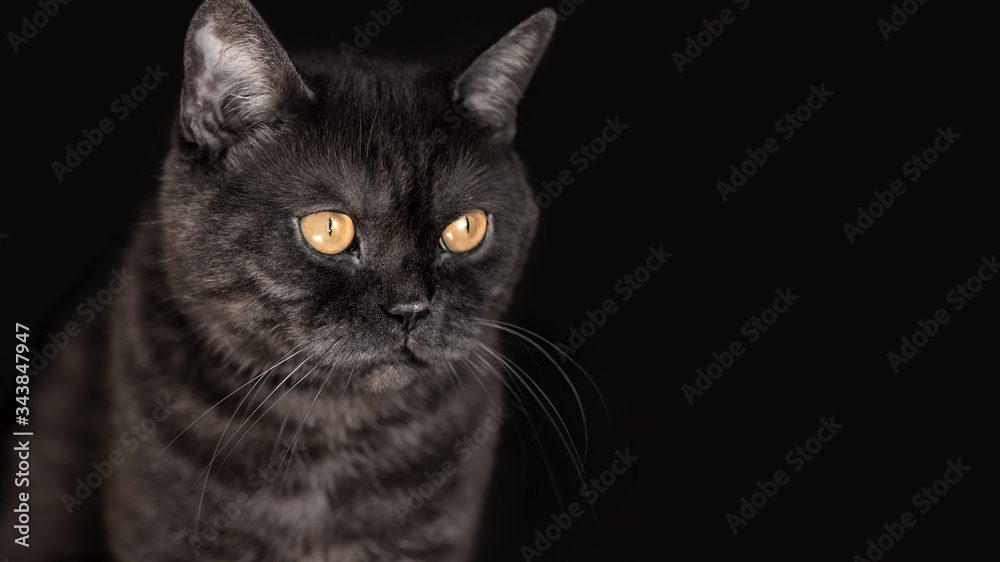Black tabby scottish straight cat with yellow eyes on black background
