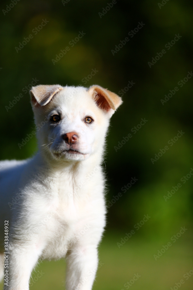 puppy puppy