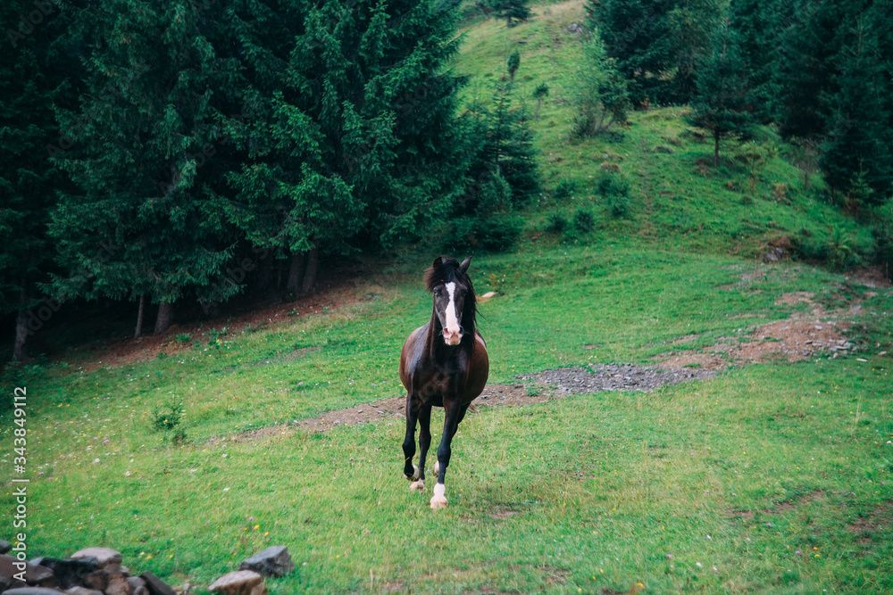 A horse running on a mountainside against a background of green grass. Brown horse.