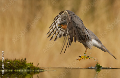 Sperber (Accipiter nisus)