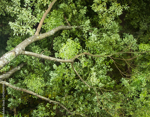 Cinnamomum camphora tree © nitinut380