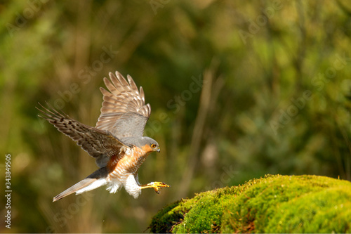 Sperber (Accipiter nisus)