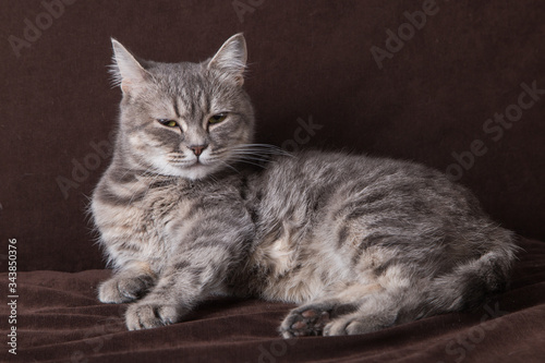 A gray striped cat sits in a funny pose, on a brown sofa. © Plutmaverick