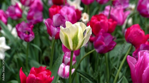Colorful tulips grow and bloom in close proximity to one another in tulip flower garden. Tulip flower at sunny summer or spring day.