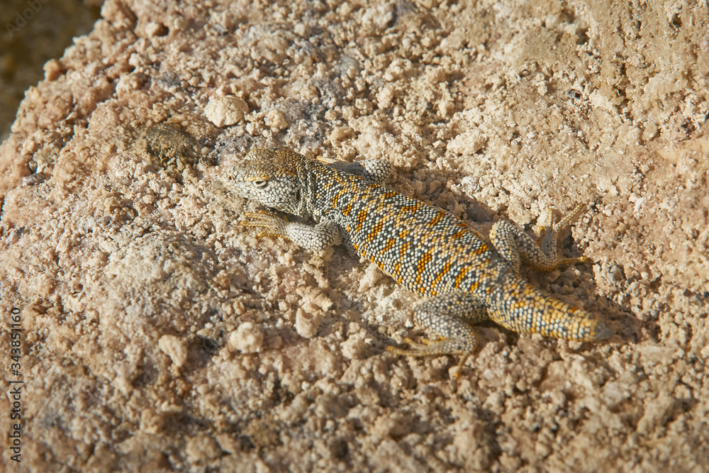 Desert lizard at the Chaxa Lagoon & Flamingos National Reserve Conaf. Pedro de Atacama, Antofagasta - Chile. Desert. Andes Range. Desert lizard at the Chaxa Lagoon & Flamingos National Reserve Conaf. Pedro de Atacama, Antofagasta - Chile. Desert. Andes Range.