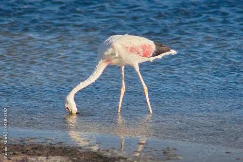 Flamingos feeding and flying at Chaxa Lagoon & Flamingos. National Rserve Conaf an Pedro de Atacama, Antofagasta - Chile. Desert. Andes Range. photo