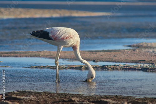 Flamingos feeding and flying at Chaxa Lagoon   Flamingos. National Rserve Conaf an Pedro de Atacama  Antofagasta - Chile. Desert. Andes Range.