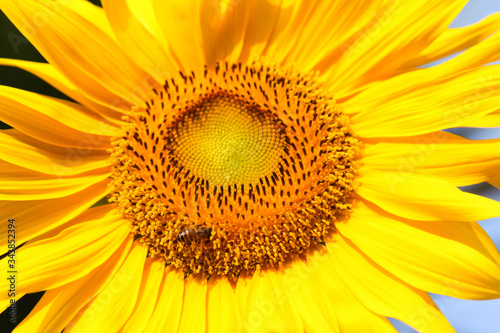Close-up view of blooming sunflower and honey bees.