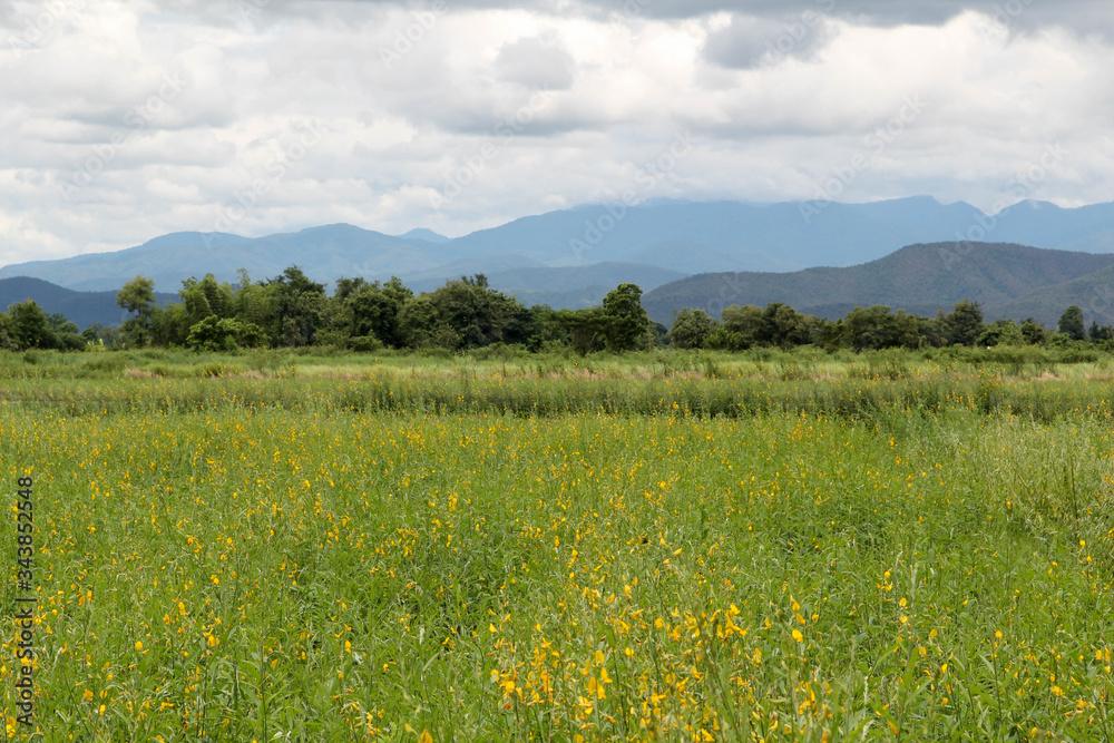 Natural green field of yellow sunn hemp flower or crotalaria juncea flower