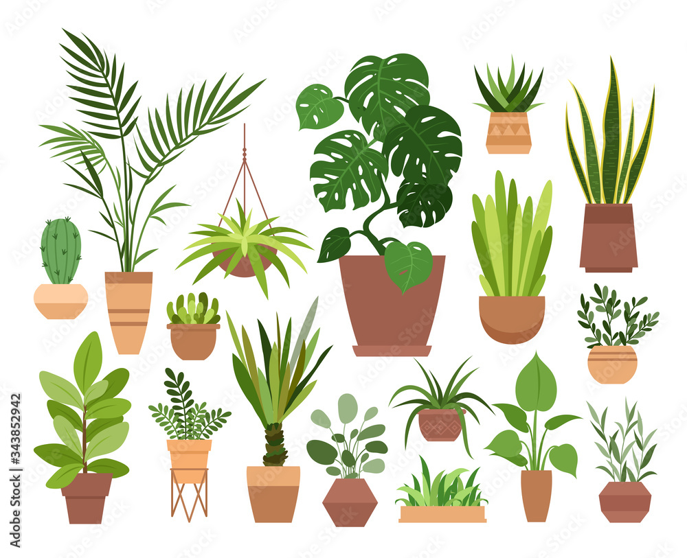 Fototapeta Plant in pot vector illustration set. Cartoon flat different indoor potted decorative houseplants for interior home or office decoration, green garden floral collection icons isolated on white