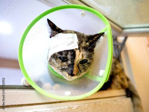Fotografie Injured cat with Band-Aid at head in green elizabethan collar