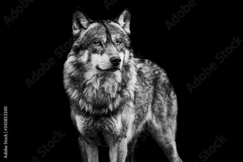 Grey wolf with a black Background in B&W © AB Photography