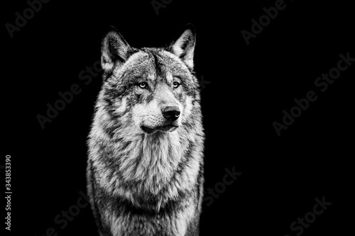 Grey wolf with a black Background in B W