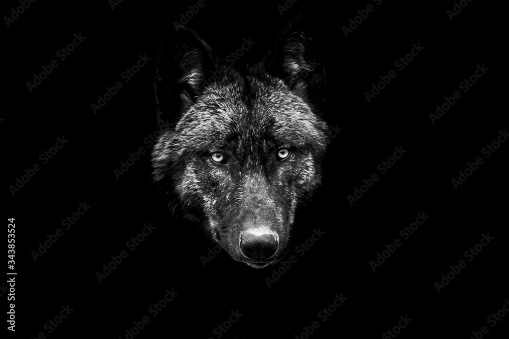 Black wolf with a black Background in B&W