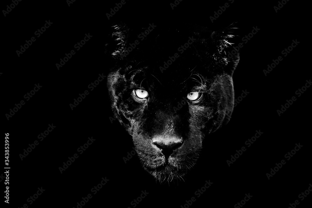 Black panther with a black Background in B&W Black panther with a black Background in B&W