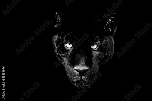 Black panther with a black Background in B&W