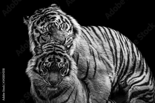 Tiger with a black Background in B&W