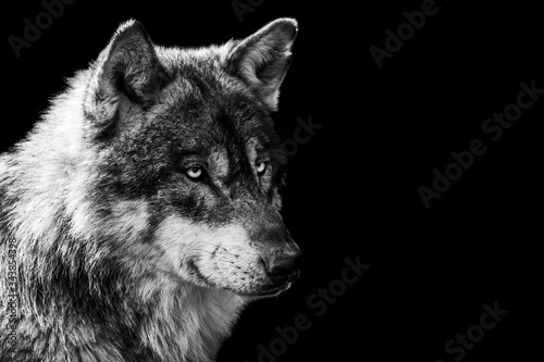 Grey wolf with a black Background in B&W