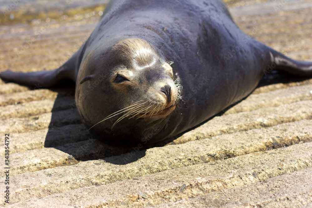 Obraz premium Sea lion on the beach. 