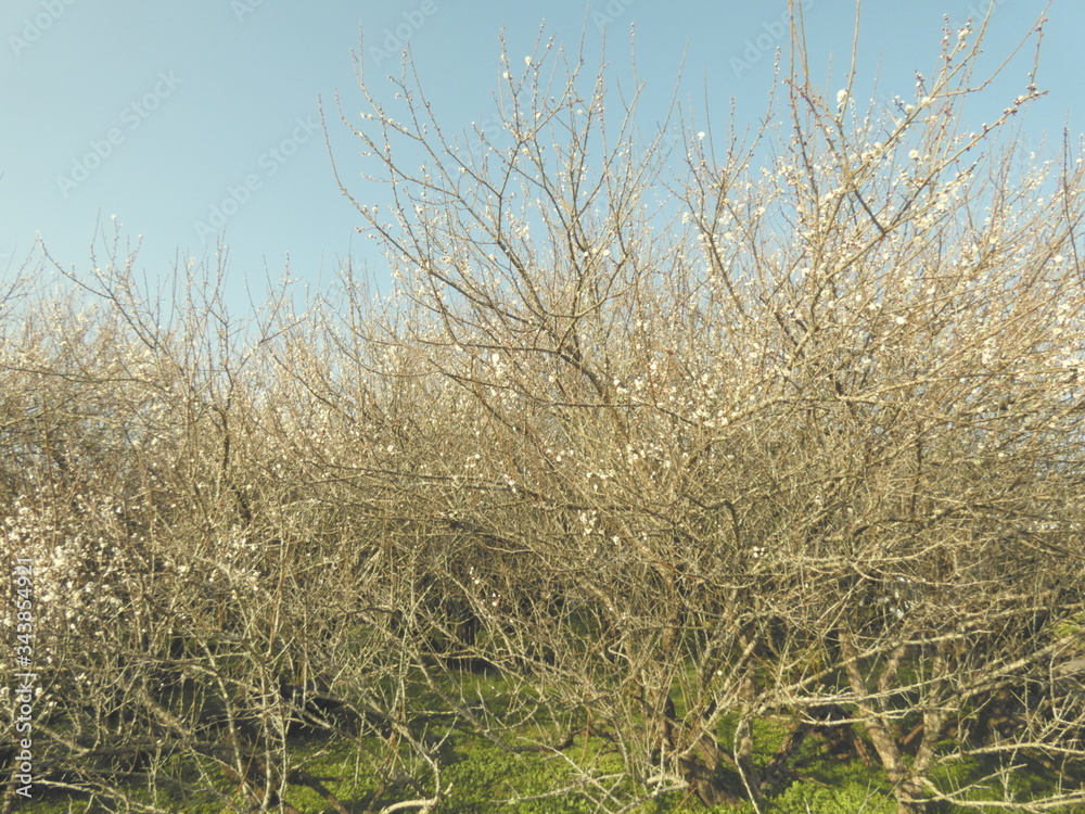 Fototapeta premium 梅