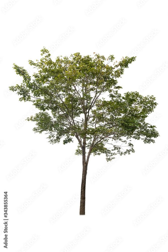 Isolated deciduous tree on a white background  with clipping path. Cutout tree for use as a raw material for editing work.