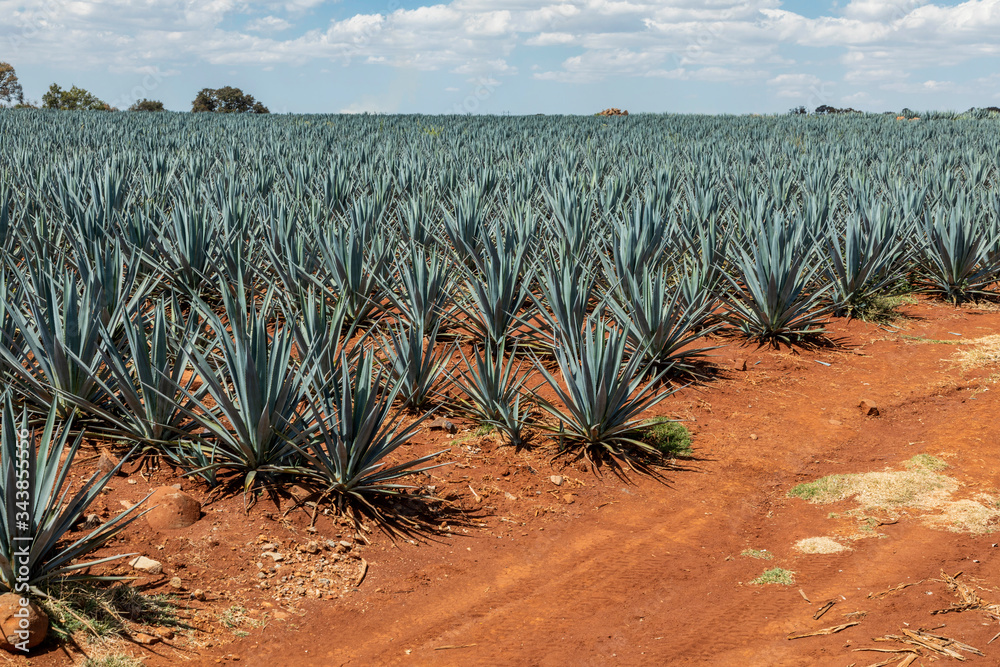 Tequila agave  lanscape