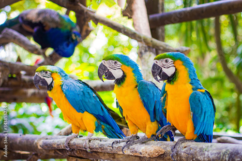 Blue and yellow macaw. Pair of parrots