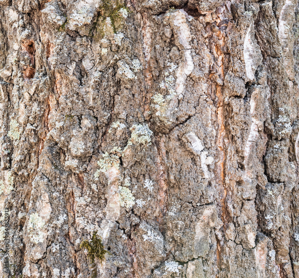 birch bark closeup background texture
birch bark closeup background texture