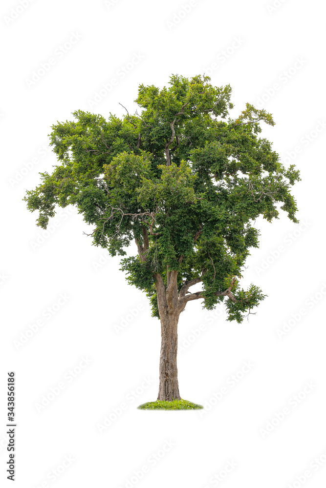 Isolated of big almond tree or Thai 's name is grabok on white background with clipping path. Cutout tree for use as a raw material for editing work.