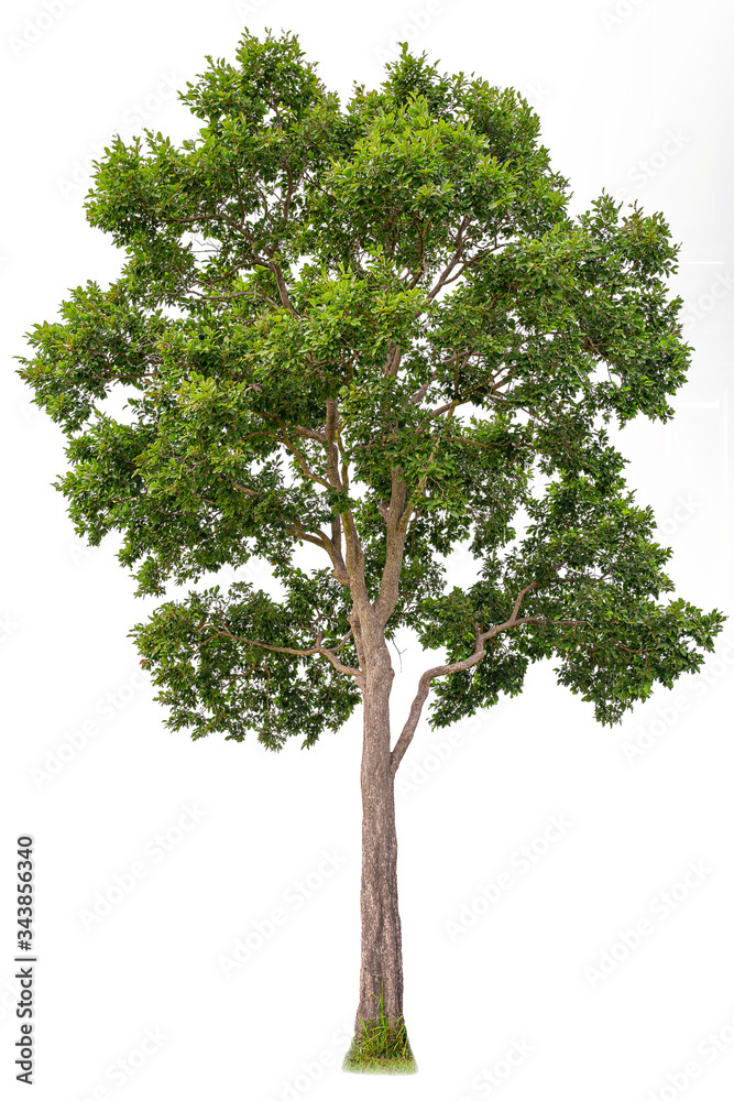 Obraz premium Isolated of big almond tree or Thai 's name is grabok on white background with clipping path. Cutout tree for use as a raw material for editing work.