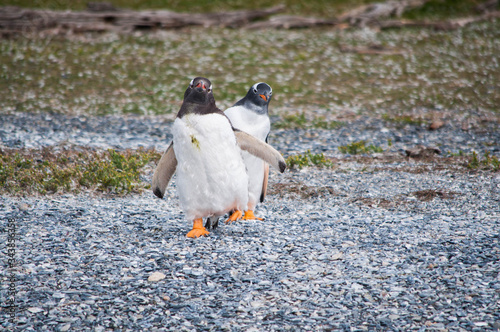 Aves en la Patagonia photo