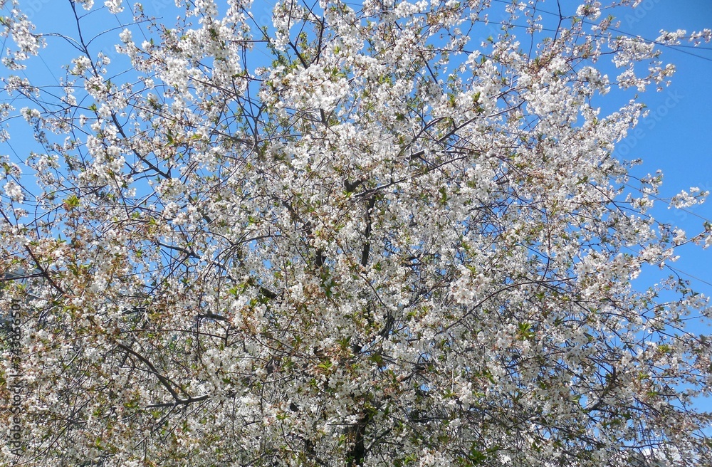 blooming cherry tree