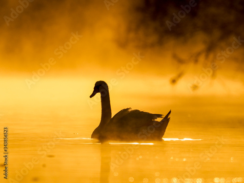 Schwan im Sonnenlicht