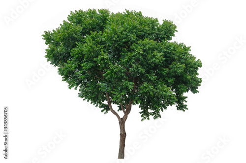 Cutout tree for use as a raw material for editing work. isolated beautiful fresh green deciduous Neem tree on white background with clipping path.