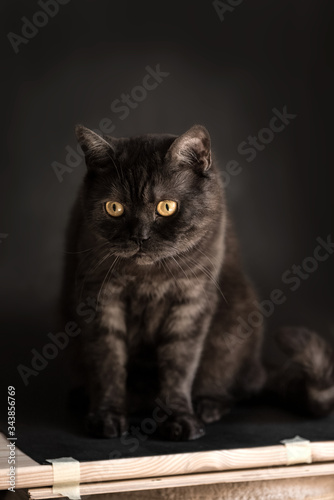 Fototapeta Naklejka Na Ścianę i Meble -  Black tabby scottish straight cat with yellow eyes sits on black wooden background