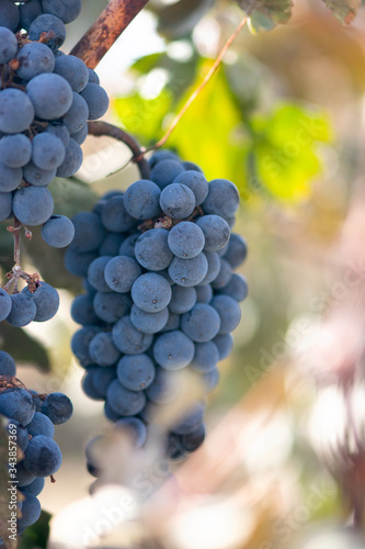 Blue Grapes On Vine