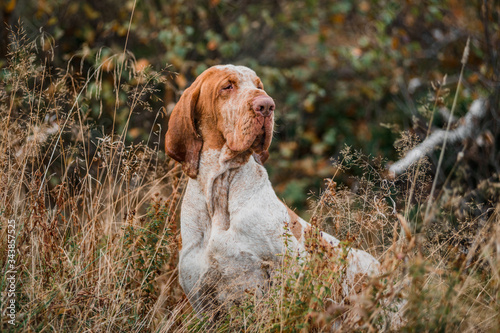 Adorable Bracco Italiano pointer dog hunting for fowl in meadow photo