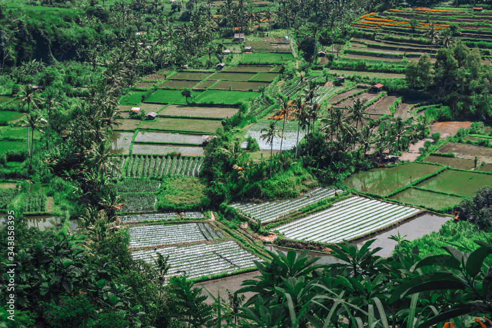 Greenish rice fields with lines on bali