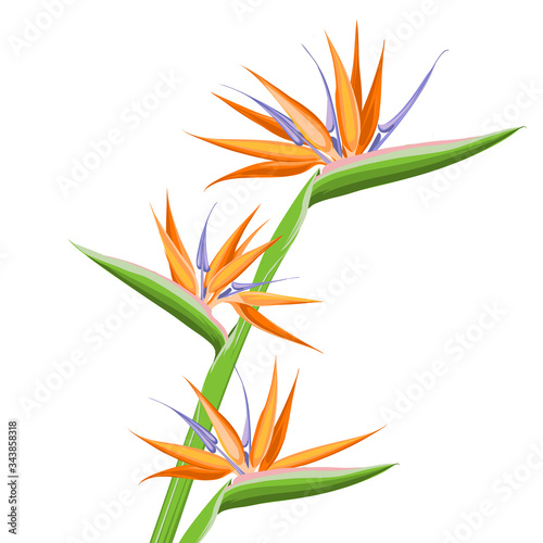 Strelitzia orange tropical flower isolated on white background. Exotic tropical flower of Strelitzia or bird of paradise. Vector illustration.