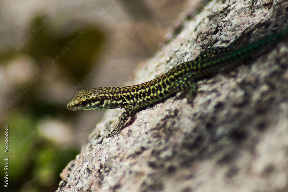 green lizard green lizard