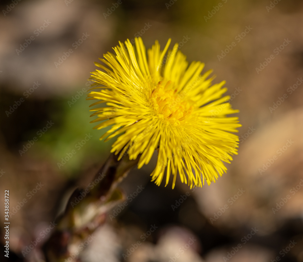 coltsfoot (Tussilago farfara) flower detail coltsfoot (Tussilago farfara) flower detail