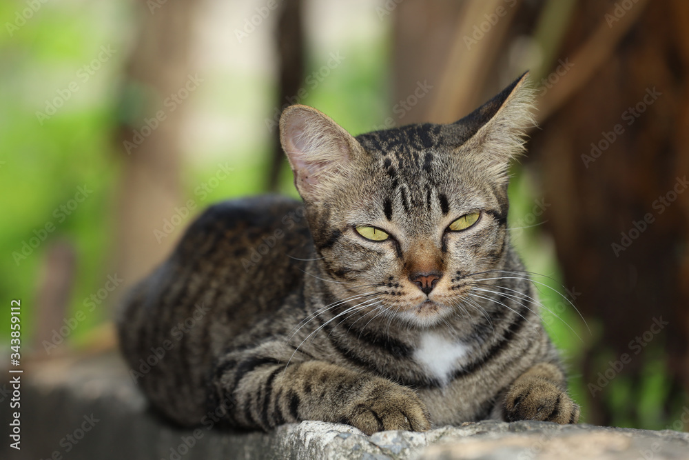 Close up gray cat house is sit down and rest on the old wall near the garden at thailand