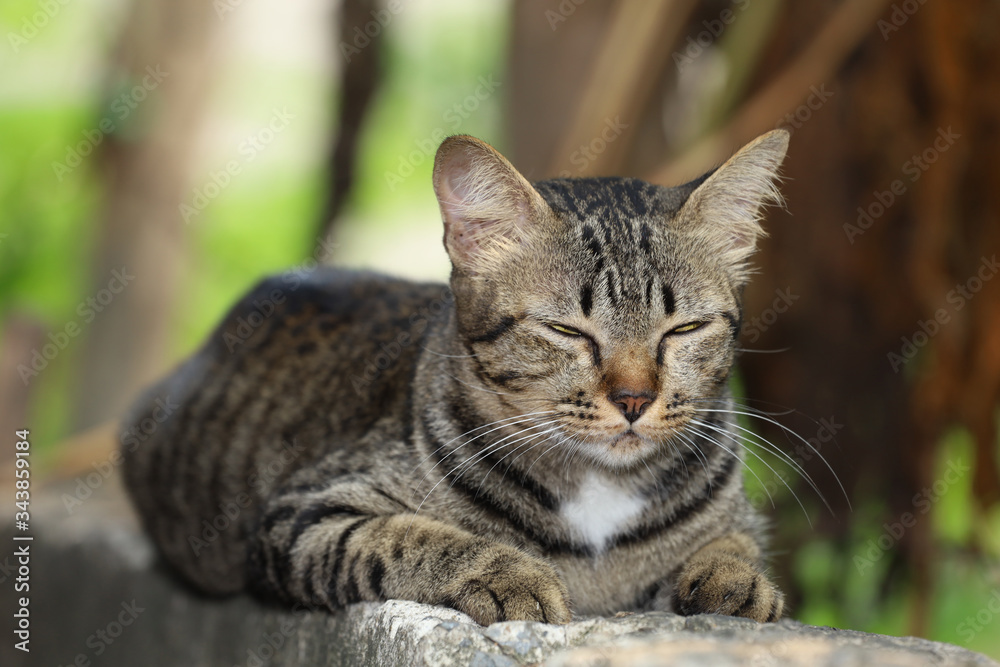 Close up gray cat house is want to sleep on the old wall near the garden at thailand Close up gray cat house is want to sleep on the old wall near the garden at thailand